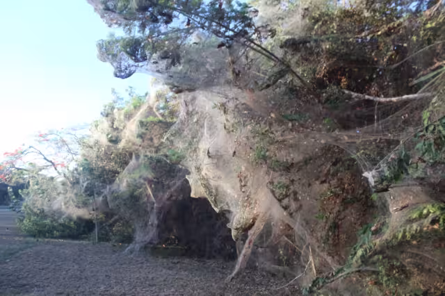 Las arañas de la especie Tetragnatha son las autoras de estas telarañas; se alimentan de mosquitos