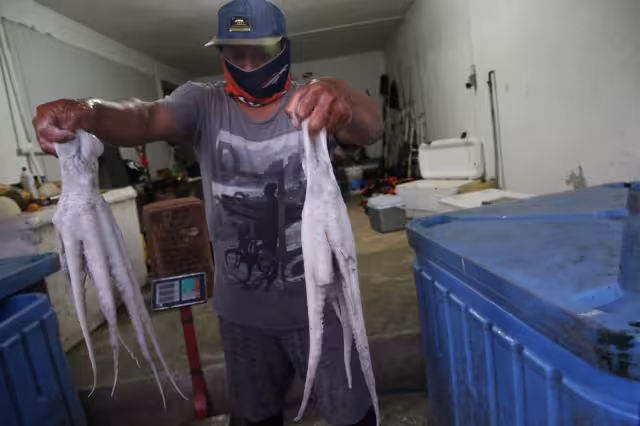 Lo que más ha ayudado a los pescadores a recuperarse del embate económico es la elevación del precio del pulpo este año