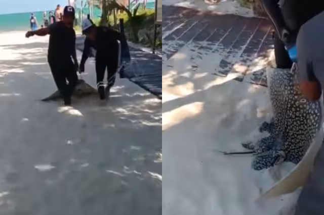 El animal fue arrastrado desde el mar hasta un triciclo, que los pescadores tenían listo para llevárselo en Playa del Carmen