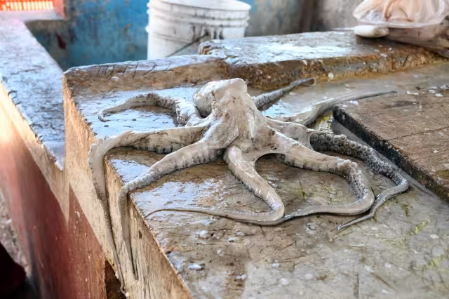 La temporada de pulpo comienza en agosto