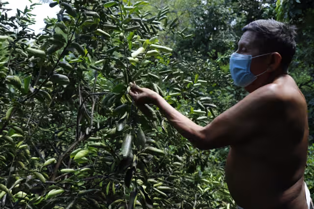 Virgilio Chi, vecino de este pueblo maya, asegura que desde hace un año empezó a notar afectaciones en sus sembradíos