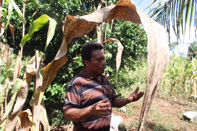 Productores de comunidades calkinienses han sufrido pérdidas dada la cantidad de precipitaciones que se han hecho presentes a lo largo de los últimos meses