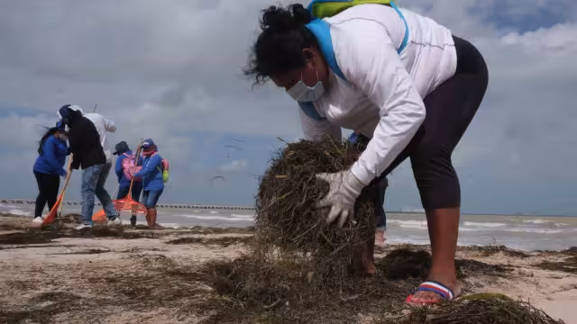 Según la Secretaría de Desarrollo Sustentable de Yucatán, en 2018 se recolectaron 85 mil metros cúbicos de sargazo