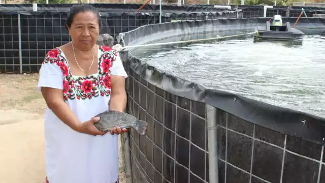 La tilapia o mojarra es una especie que llegó desde África a través de Estados Unidos