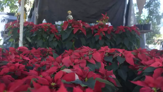 La flor la transportan desde Michoacán y el Estado de México en un trayecto que dura 40 horas; tienen la misión de vender los más de mil ejemplares que trae cada camión.