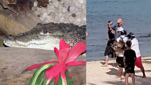 El cocodrilo fuer sacado de la playa a plena vista de turistas que paseaban por la zona en Cozumel