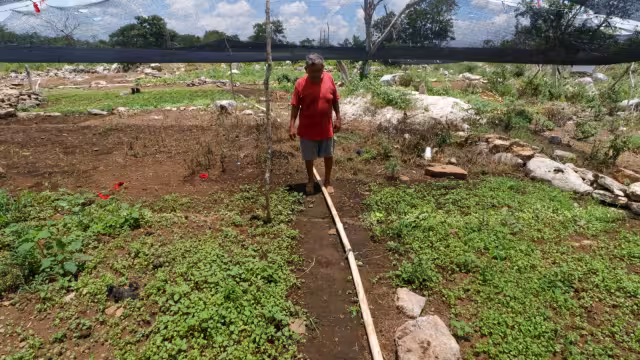 El CICY desarrolla un fertilizante para reducir el impacto ambiental y maximizar la producción