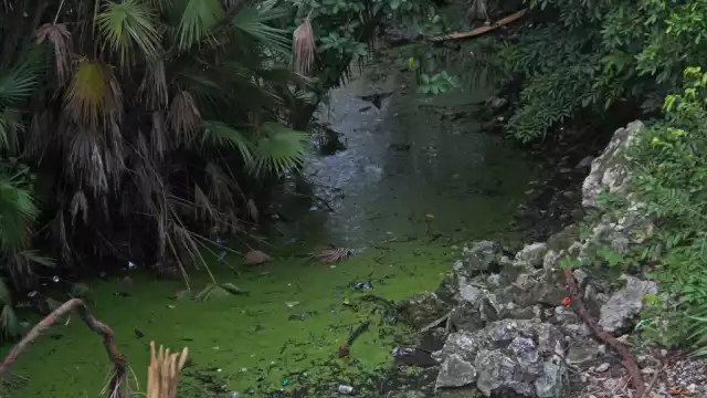 Los cenotes urbanos de Cancún son los más afectados por la contaminación, pues no hay quien vigile que no se arrojen desechos