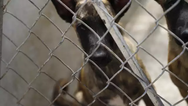 De acuerdo con las autoridades federales, en el país son 91 los casos de rabia que se han registrado en este 2021