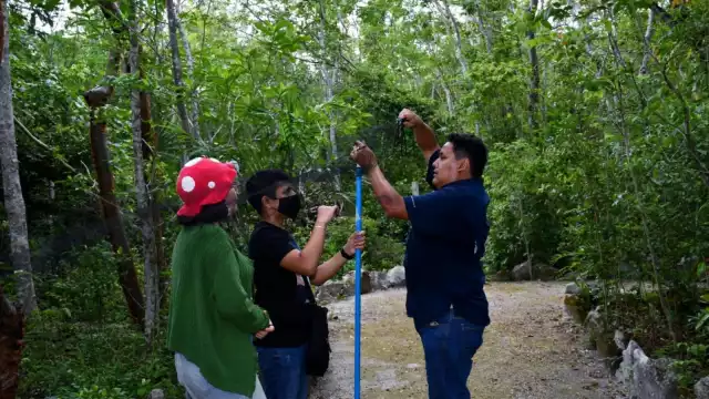 El nuevo murciélago hallado en Cozumel trata del ojón peludo, con lo que aumenta la diversidad de especies