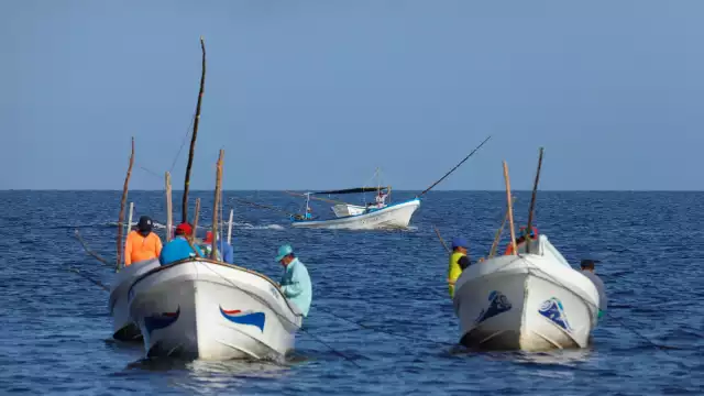 La captura clandestina daña la economía de los pescadores, también la reproducción de la especie