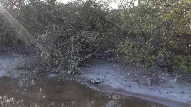 La denuncia fue puesta en la Profepa