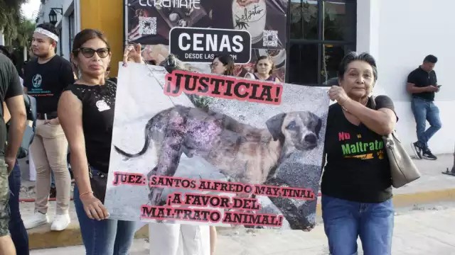 Asociaciones en pro de los animales ejercerán presión en contra del violentador de Negrito en Umán
