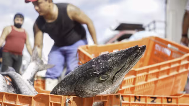 Indican que al no darnos cuenta de qué clase consumimos, no sabemos si está en peligro de agotarse