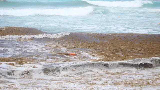 La presencia de manchas de sargazo modifican el color azul de las playas de Cancún y partes costeras de Quintana Roo