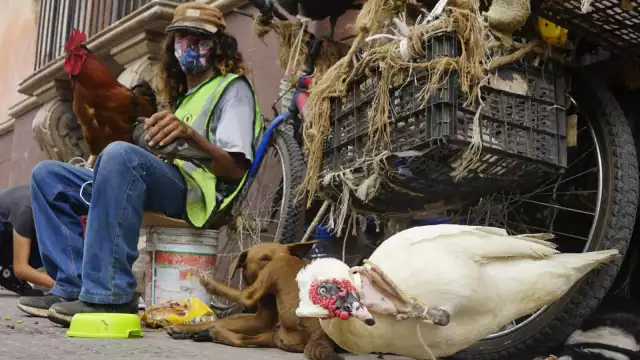 Familiares adoptivos dañan su popiedad y matan a sus mascotas cuando se va a trabajar