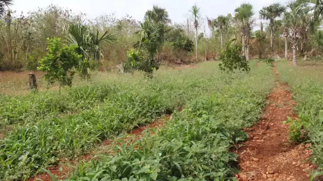 Las hortalizas podrían perderse por completo