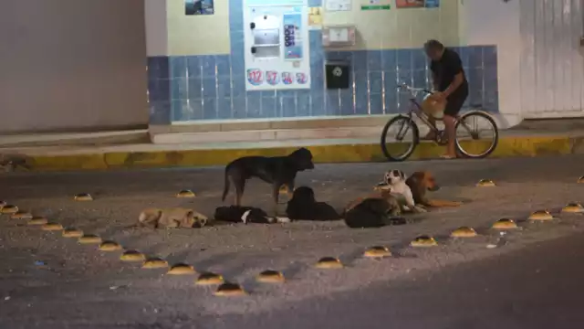 Se convocó a los propietarios de perros y gatos para que los lleven a inmunizar
