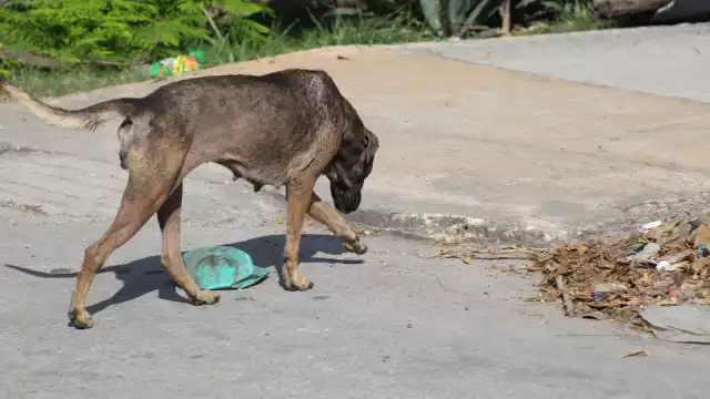 “Está bien su reglamento o lo que quieran hacer, qué lástima que no lo consulten con el pueblo o con los animalistas", activista