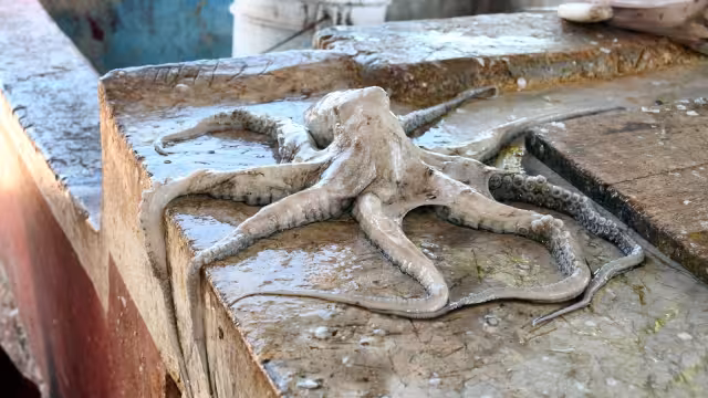 La temporada de pulpo comienza en agosto