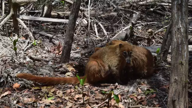 La poca fauna sobrevive por el 90 por ciento de los manglares secos