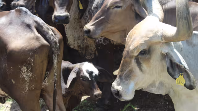 Se realizaron tres mil 867 inspecciones en rastros municipales y casas de matanza rural