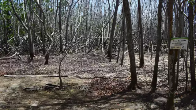 Las copiosas lluvias que azotaron a todo el estado el año pasado, dañaron algunos manglares,
