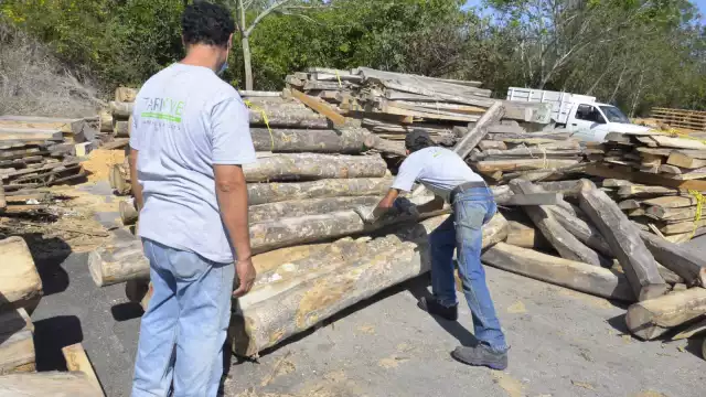 Se han registrado 16 detenidos por tráfico de madera en la Península de Yucatán