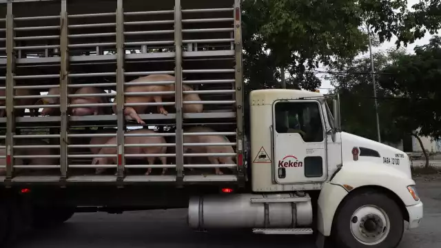 El especialistas consideró que hasta el momento no existe un método para combatir al 100 por ciento la contaminación que generan los cerdos