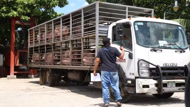 En el 2008, el Gobierno federal penalizó el uso de clembuterol en animales para consumo humano