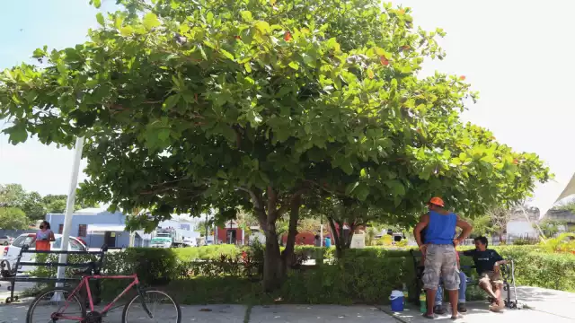 Los árboles pueden ser plantados en el hogar para mitigar el calor