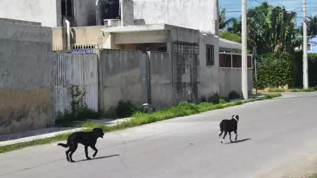 En la colonia Benito Juárez, la muerte de canes afecta tanto a los callejeros como a las mascotas que tienen hogar.