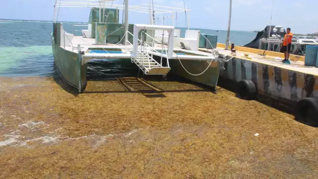 La reproducción excesiva del sargazo puede causar un desequilibrio ecológico