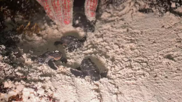 En la actividad de liberación de tortugas marinas en Cozumel, se ayuda al quelonio a llegar al mar sin obstáculos, como el sargazo