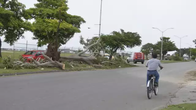 El primer disturbio que apareció fue Alex, del 2 al 6 de junio, y el último fue Nicole, del 7 al 11 de noviembre pasado