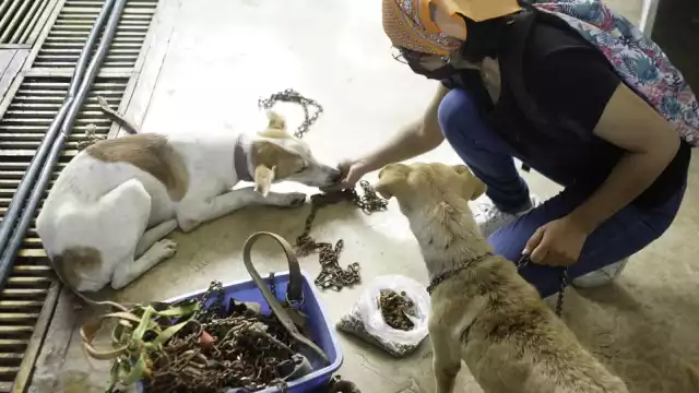 Algunos actos contra mascotas son abandono, mutilaciones, dejarlos morir de hambre y sed o envenenamiento