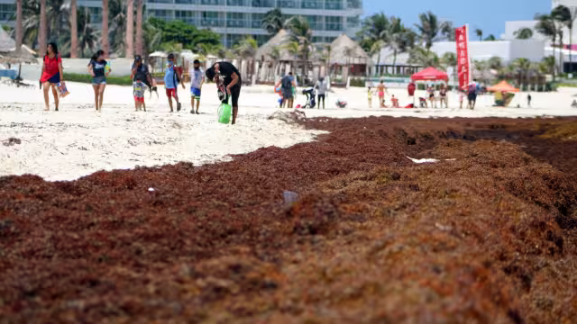 Según el reporte diario de la Semar, algunas playas de Cancún tienen afectaciones por manchas de sargazo