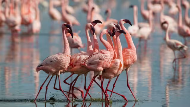 Autoridades instalaran señaléticas en la zona donde llegaron las aves para alertar a los visitantes de su cuidado