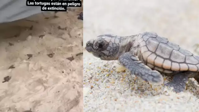 La grabación muestra cómo un colchón tapa el nido de tortugas marinas en una de las playas de Tulum, Quintana Roo