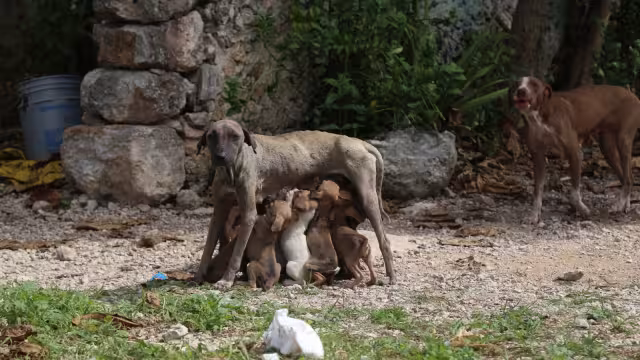 En Yucatán no hay cultura de adopción responsable, señalan