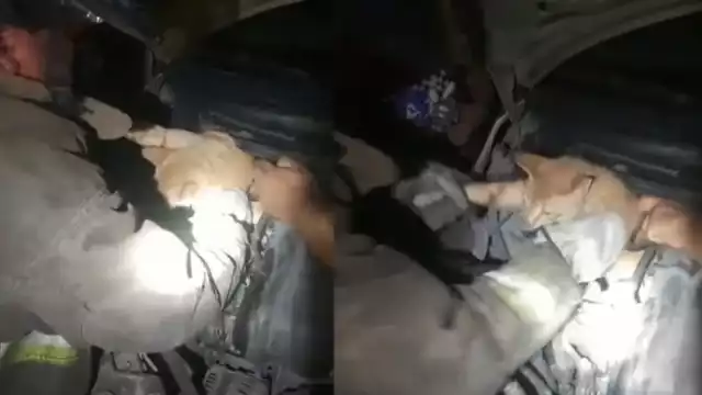 El gato fue rescatado tras quedar atorado en el área del motor de un vehículo particular en el fraccionamiento Corales de Cancún