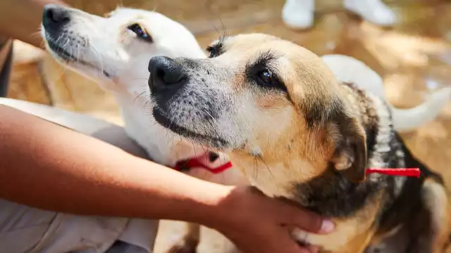 El Centro de Control Animal ha sancionado económicamente a 16 propietarios