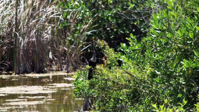 El manglar cubre el 83 por ciento de la costa de Quintana Roo que equivale a mil 398 kilómetros