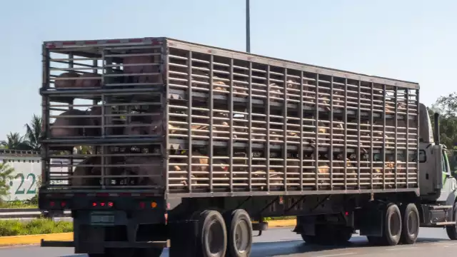 Aún repletos de cerdos, los trailers de Kekén violan la ley en el nuevo tramo en Tixpéhual, Yucatán