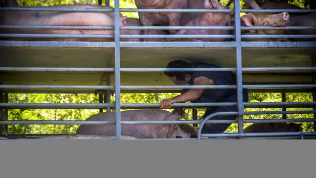 Los puercos eran llevados a Sahé, de una granja que está en Mérida