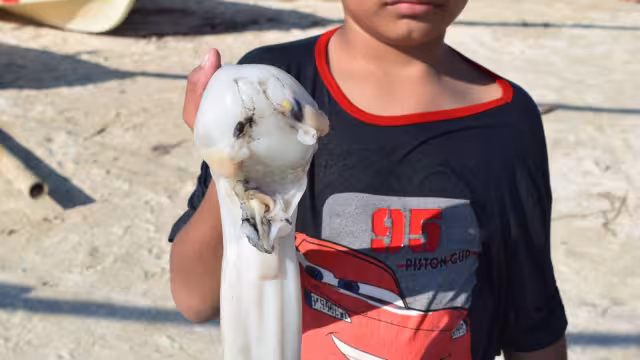 Niños son usados para cargar la captura, entre ellas el pulpo