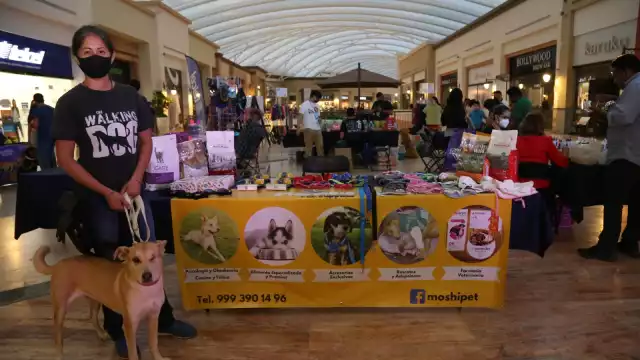 En la Feria Pet-Friendly Pet-Ludi tops, se llevaron a cabo todas las actividades para el beneficio de los animales, con participación de asociaciones locales
