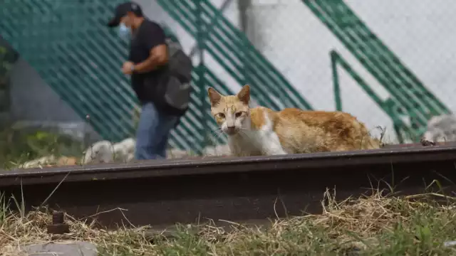 Los rescatistas se sienten “traicionados” por parte de la administración del alcalde Renán Barrera Concha