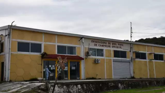 Han emigrado muchas colonias de abejas ante los cambios drásticos de temperatura, señalan