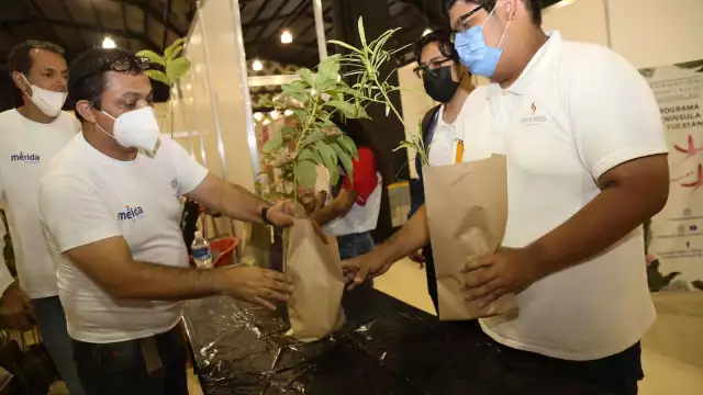 Durante la Expo Foro Ambiental de Mérida estarán regalando plantas